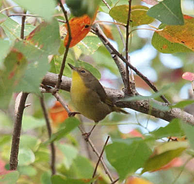 [This bird perched on a very thin branch is looking upward which makes its entire yellow underside visible. Only a small brown portion of its back is visible.]